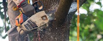 Best Tree Cabling and Bracing  in Trafalgar, IN