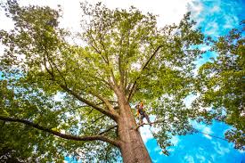 Best Tree Maintenance Programs  in Trafalgar, IN