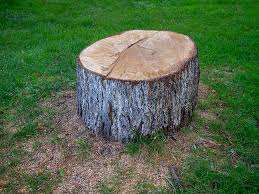 Best Tree Trimming and Pruning  in Trafalgar, IN