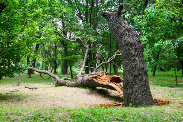 Best Commercial Tree Services  in Trafalgar, IN