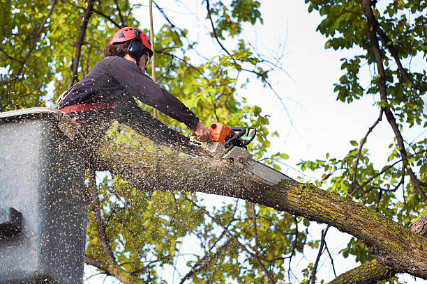 Trafalgar, IN Tree Care Company