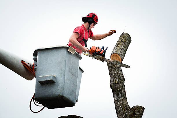 Best Leaf Removal  in Trafalgar, IN