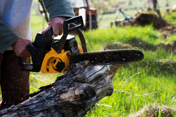 Best Tree Health Inspection  in Trafalgar, IN
