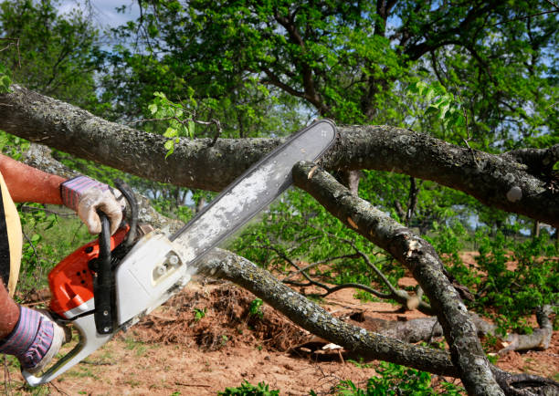 Best Tree Disease Treatment  in Trafalgar, IN